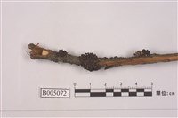 藏品(島衣屬 )的圖片